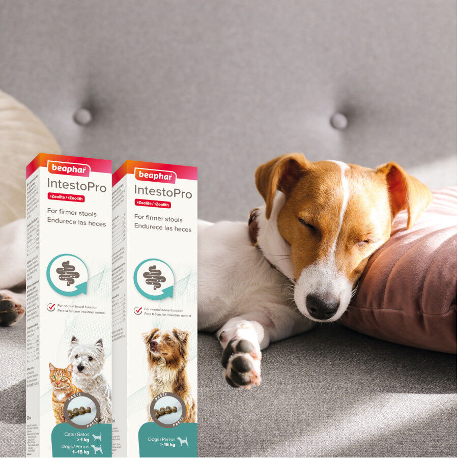 20 ml Beaphar IntestoPro pasta para perros, , large Imagen numero 2