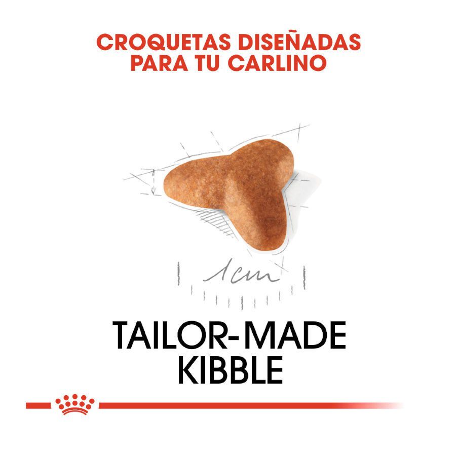 1.5 kg Royal Canin Puppy Pug pienso para perros, , large Imagen numero 5