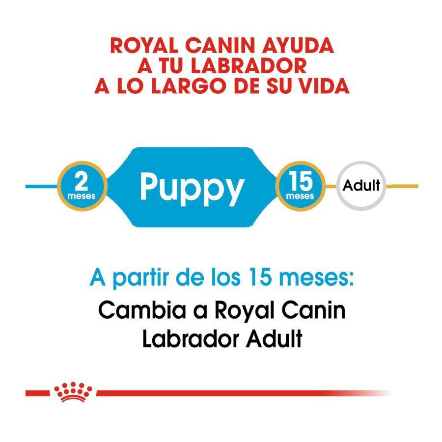12 kg Royal Canin Puppy Labrador Retriever pienso para perros, , large Imagen numero 8