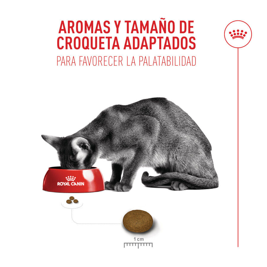 10 kg Royal Canin Fussy Exigent Pienso Ave para gatos, , large Imagen numero 6