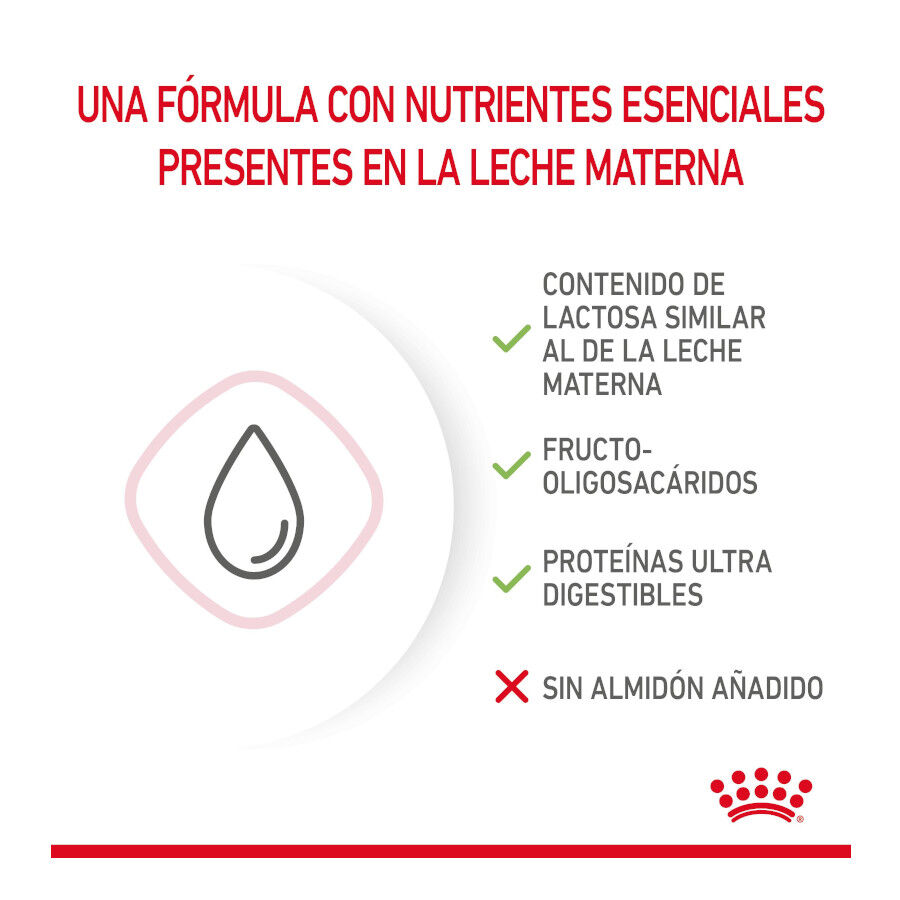 300 g Royal Canin Leche para gatitos primer a&ntilde;o, , large indicador imagen numero 5