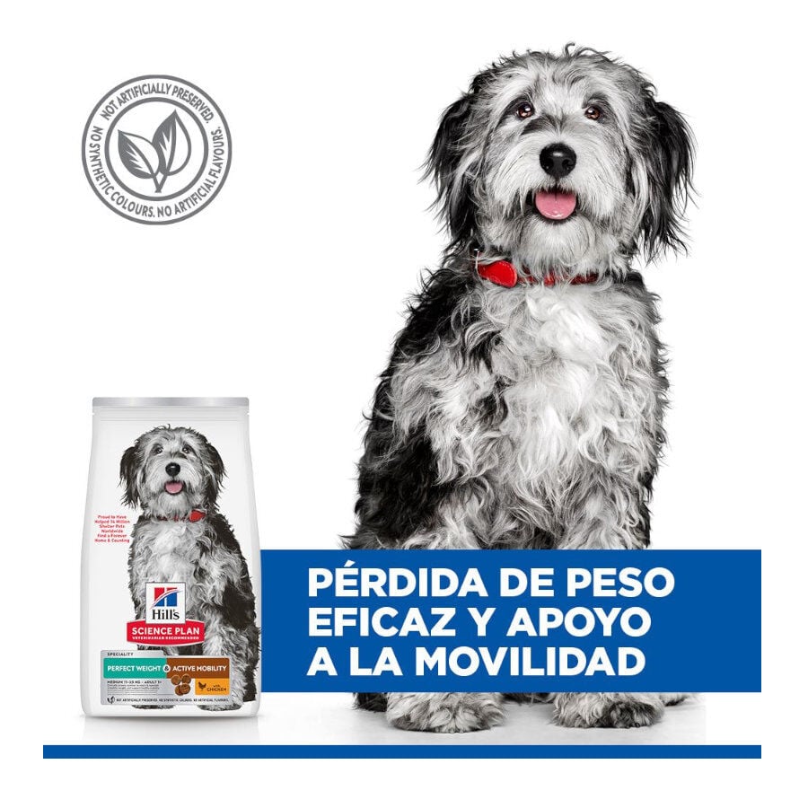 12 kg Hill's Science Plan Perfect Weight y Active Mobility pollo pienso para perros medianos, , large Imagen numero 5