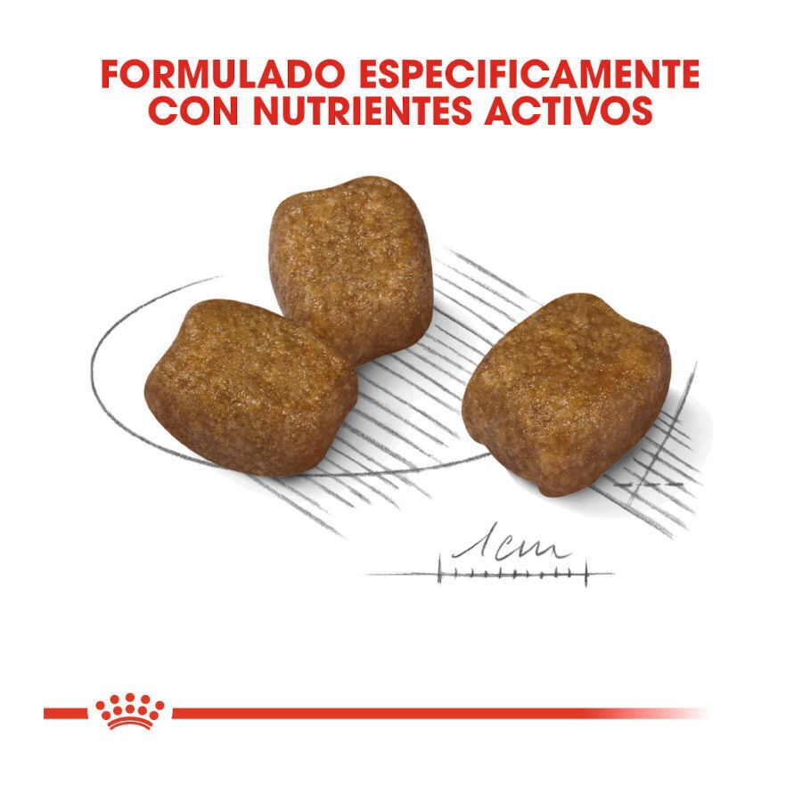 3 kg Royal Canin Dental Care Mini pienso para perros, , large indicador imagen numero 3