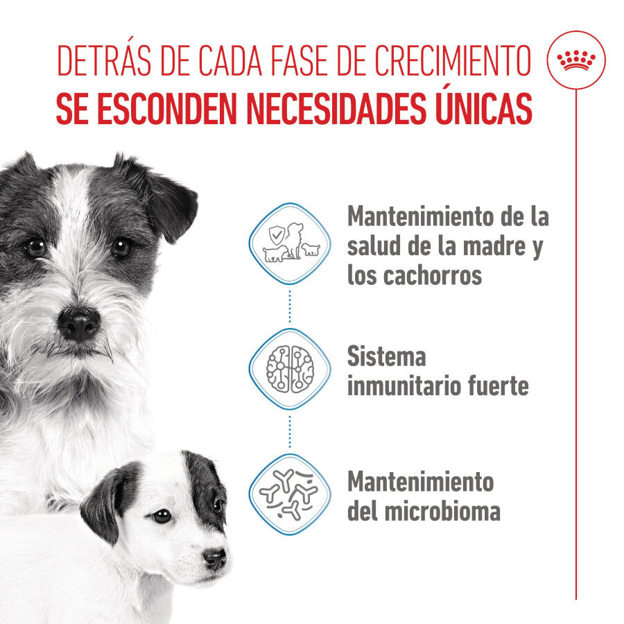 4 kg Royal Canin Starter MotheryBaby Mini pienso para perros, , large Imagen numero 3