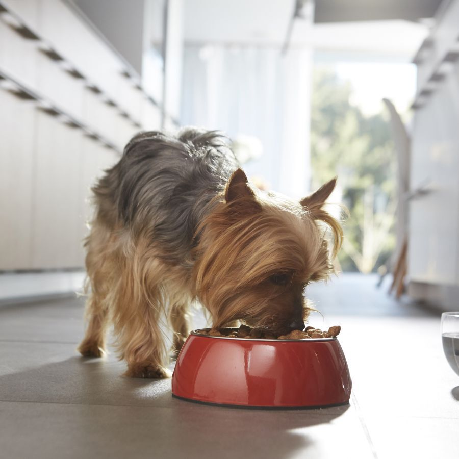 1.5 kg Purina One Adult Mini Bifensis Sensitive Salm&oacute;n y Arroz pienso para perros, , large indicador imagen numero 5