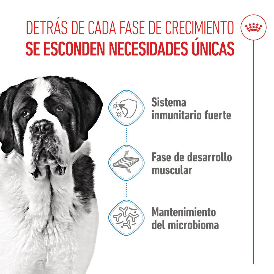 15 kg Royal Canin Junior Giant pienso para perros, , large indicador imagen numero 3