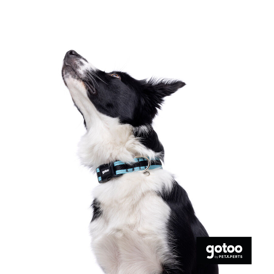 Gotoo collar de malla transpirable turquesa para perros, , large indicador imagen numero 3