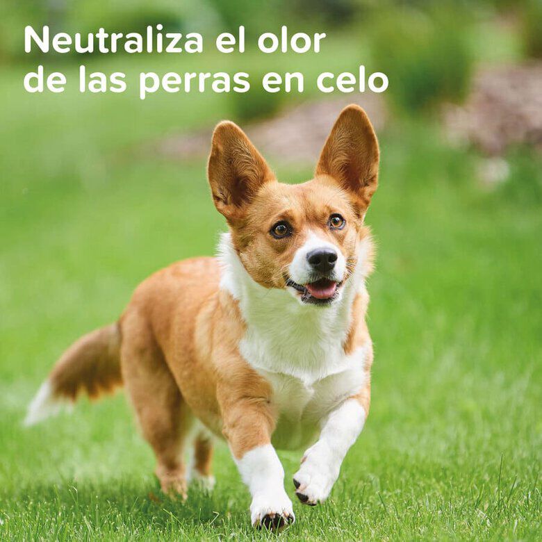 Beaphar Spray Anticelo para perros hembras3 Imagen numero 3