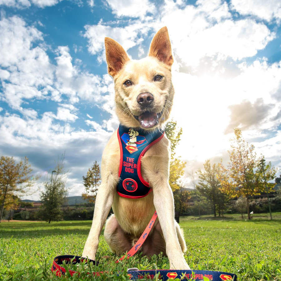 DC Comics Supermascotas Arn&eacute;s Estampado para perros, , large Imagen numero 4