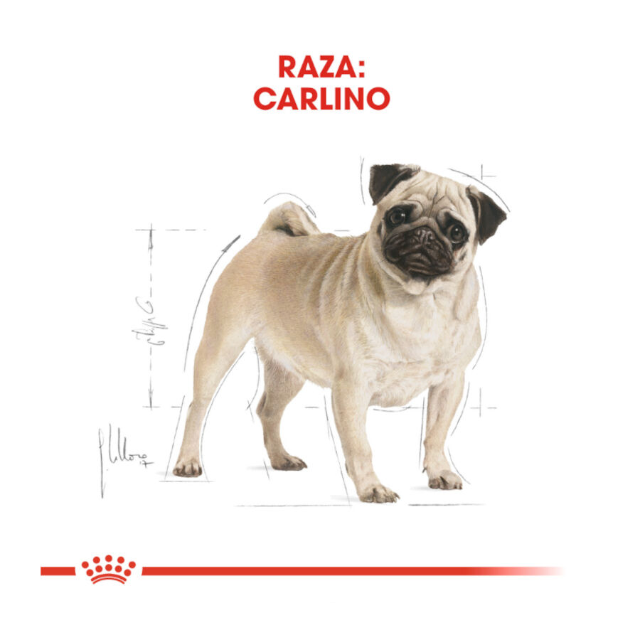 3 kg Royal Canin Adult Pug pienso para perros, , large indicador imagen numero 4