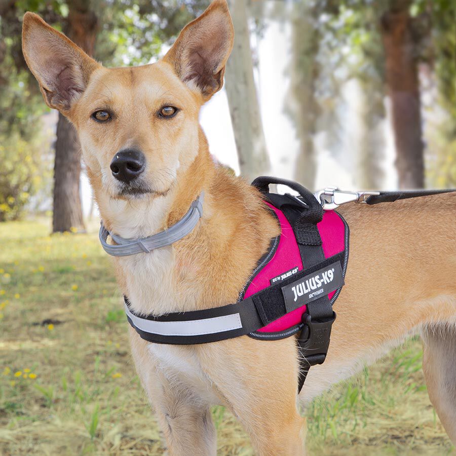 Julius K-9 IDC Arn&eacute;s Magenta para perros, , large indicador imagen numero 3