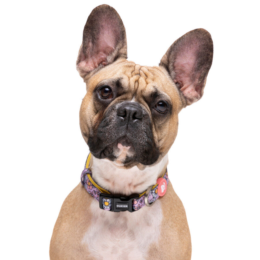Dukier Flower Power collar para perros, , large indicador imagen numero 2