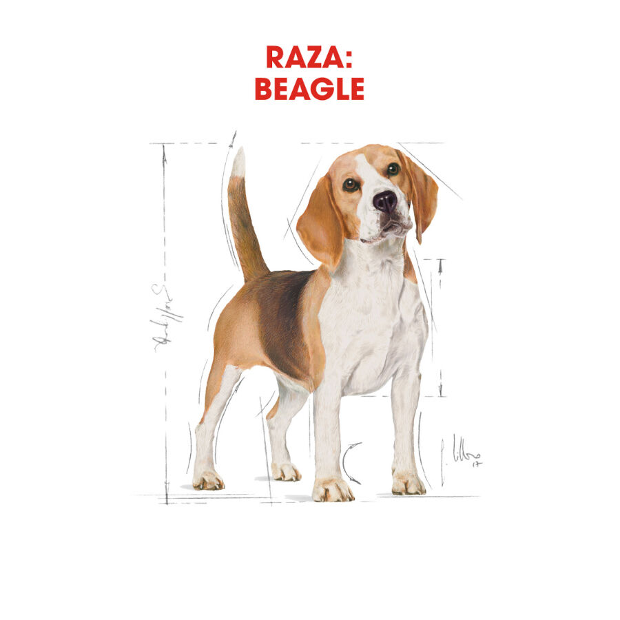12 kg Royal Canin Adult Beagle pienso para perros, , large Imagen numero 4