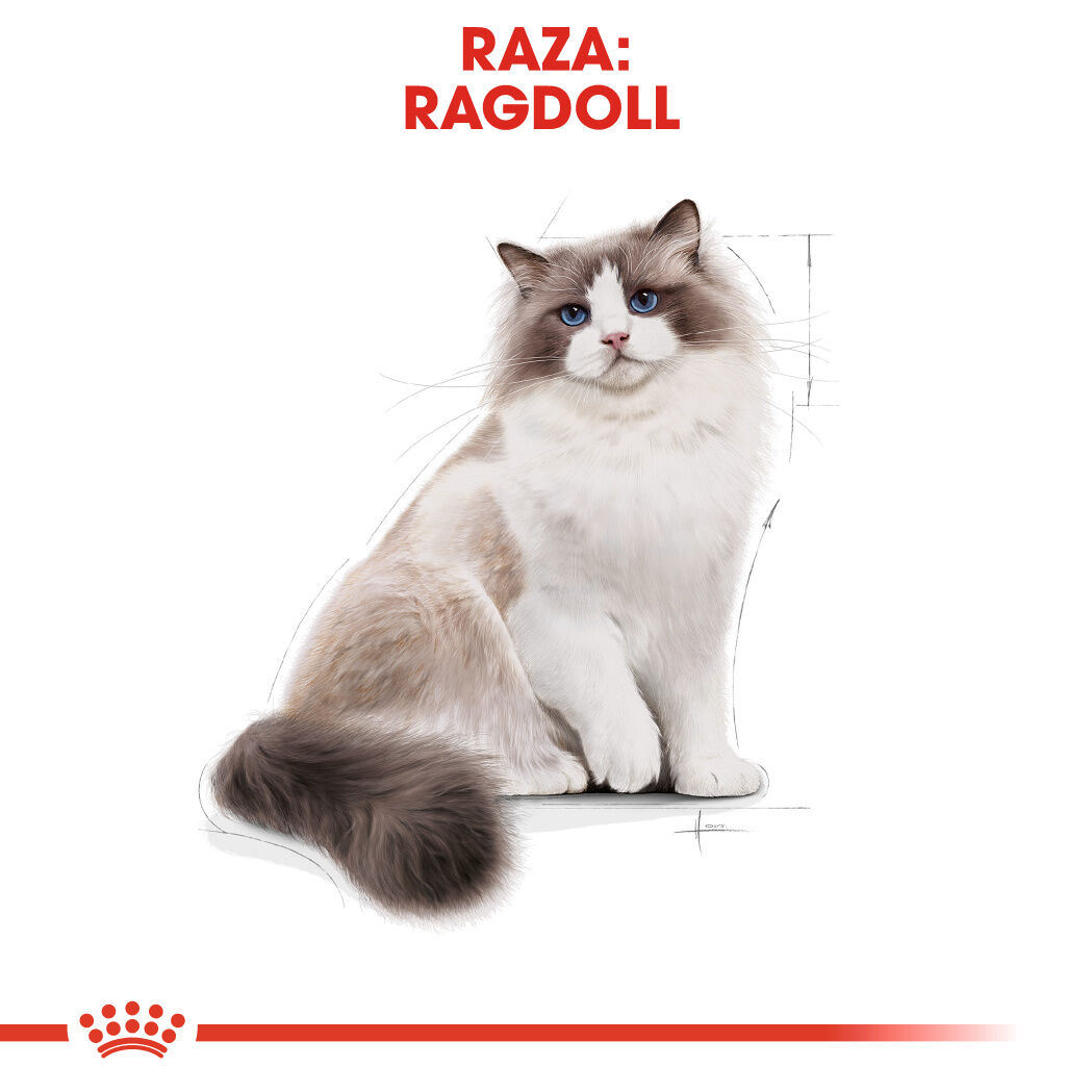2 kg Royal Canin Adult Ragdoll pienso para gatos, , large indicador imagen numero 4