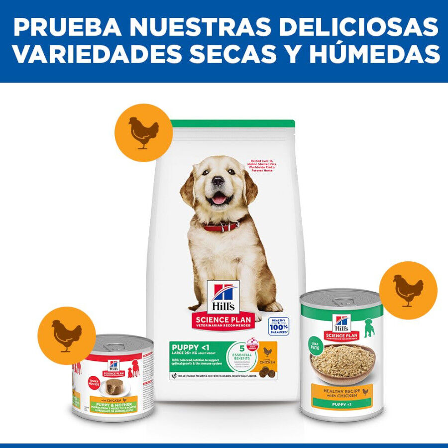 14.5 kg Hill's Science Plan Puppy large Pollo pienso para perros, , large indicador imagen numero 8