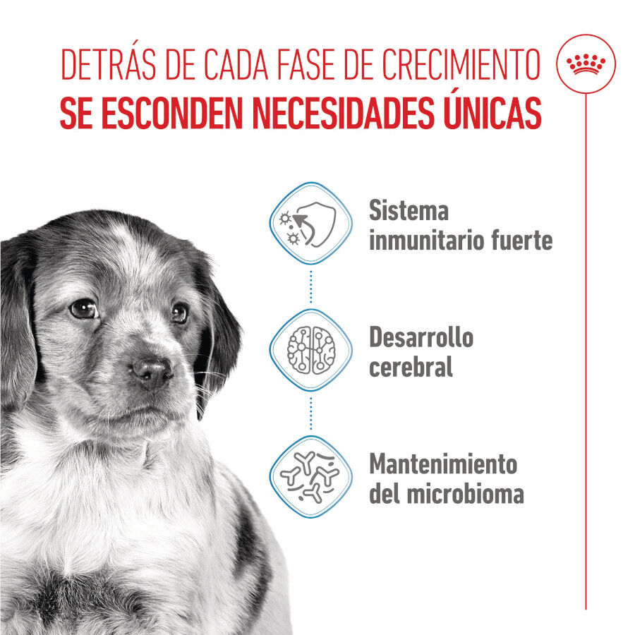 15 kg Royal Canin Puppy Medium pienso para perros&nbsp;, , large indicador imagen numero 3