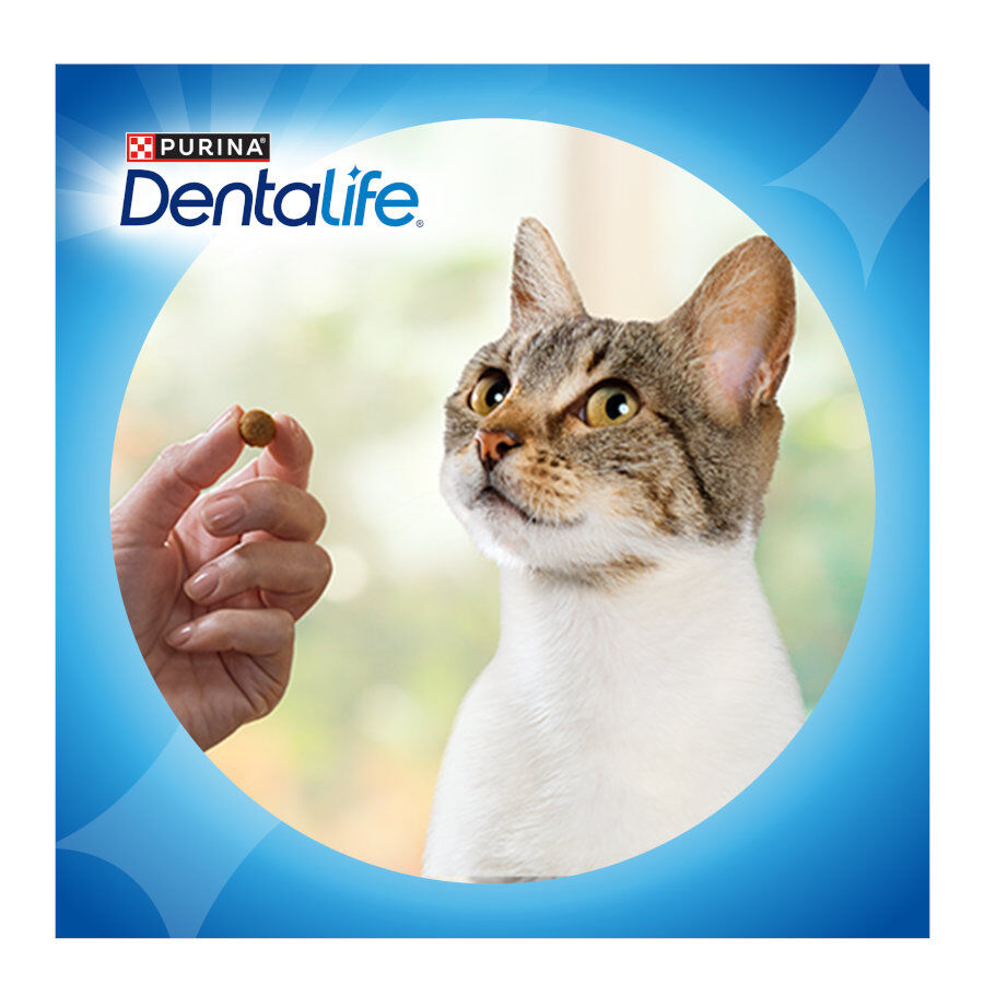 40 g Dentalife Daily Oral Salm&oacute;n Snacks Dentales para gatos, , large Imagen numero 8