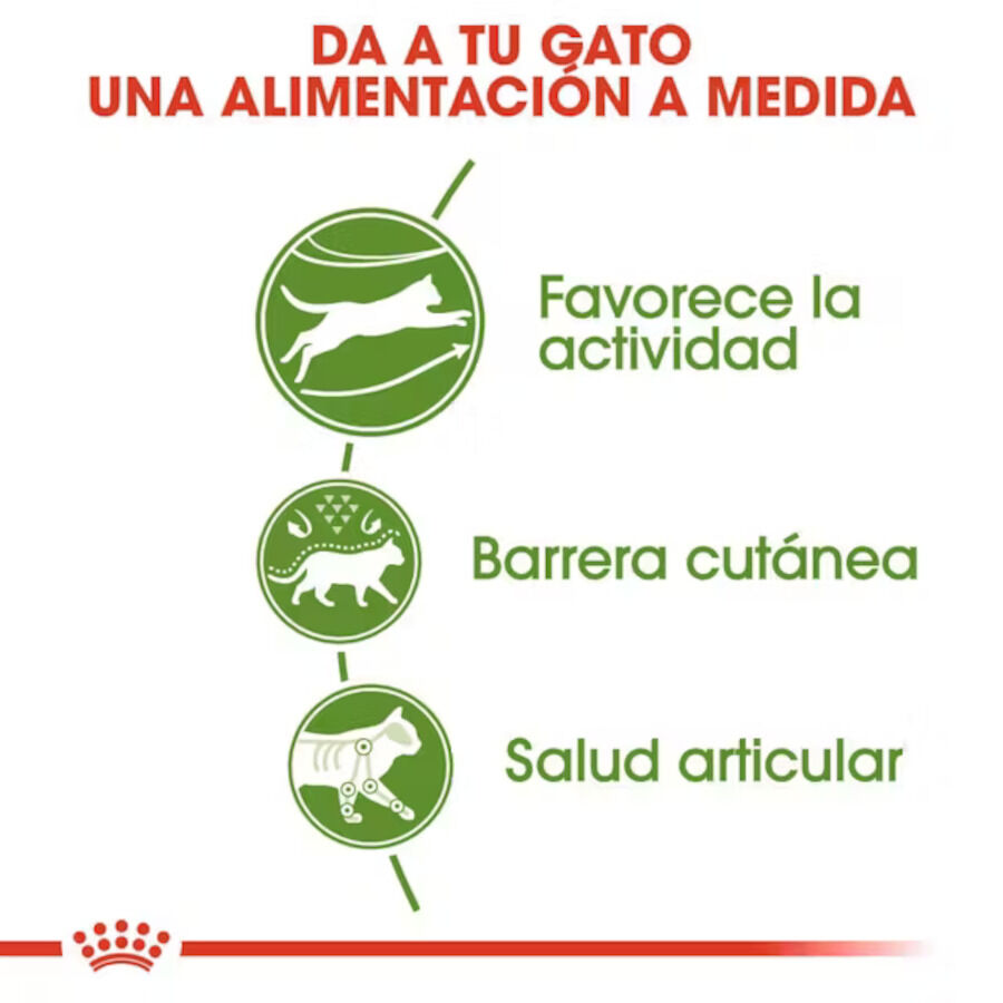 10 kg Royal Canin Active Life Outdoor pienso para gatos, , large Imagen numero 4