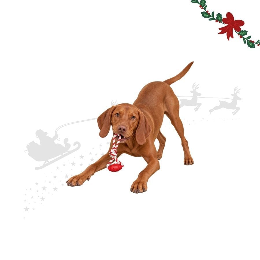 Wonder Christmas Hueso con Cuerda Juguete para perros, , large Imagen numero 1