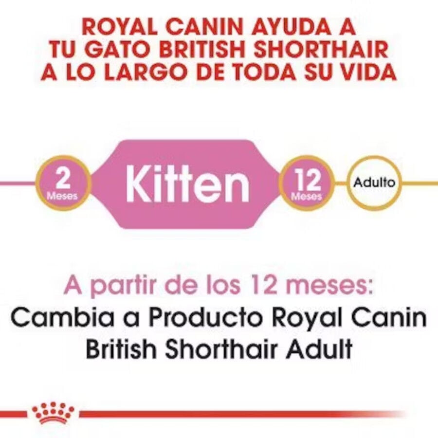 10 kg Royal Canin British Shorthair Kitten pienso para gatos, , large indicador imagen numero 4