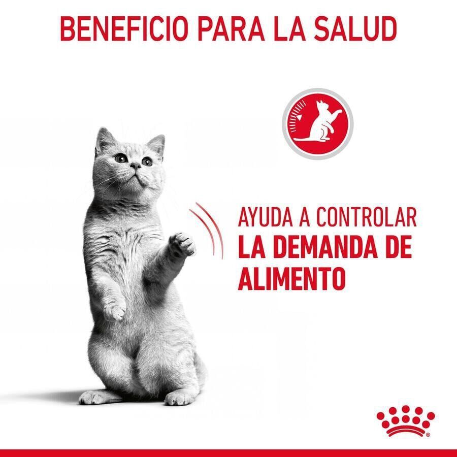 10 kg Royal Canin Appetite Control Care pienso para gatos, , large indicador imagen numero 6