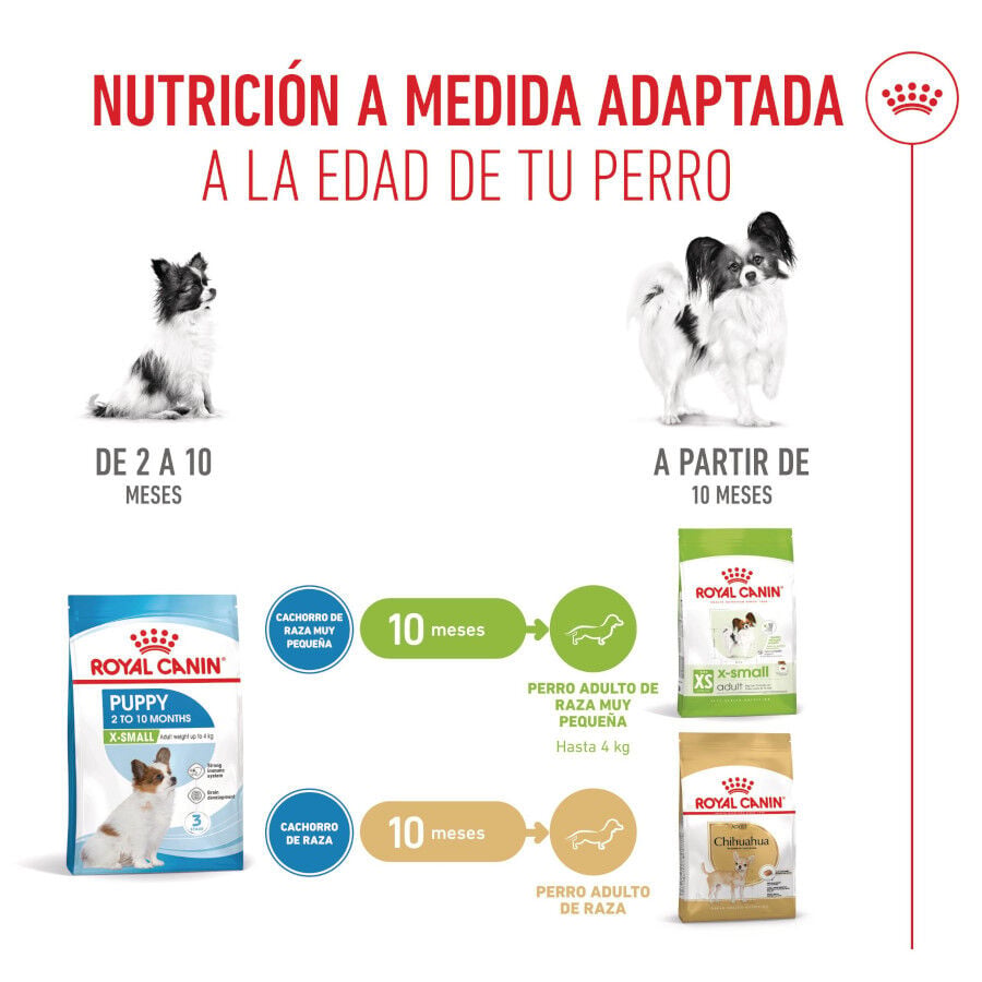 3 kg Royal Canin X-Small Puppy pienso para perros, , large Imagen numero 7