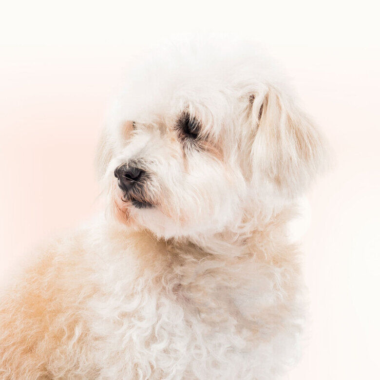 Beaphar Limpiador de Lagrimal para perros y gatos, , large Imagen numero 7