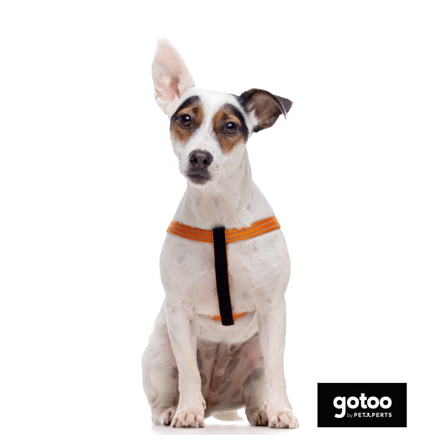 Gotoo Arn&eacute;s reflectante de neopreno naranja para perros