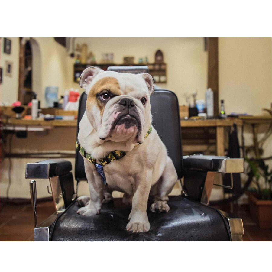 Dukier Camo Cl&aacute;sico Arn&eacute;s Estampado Camuflaje para perros, , large indicador imagen numero 3