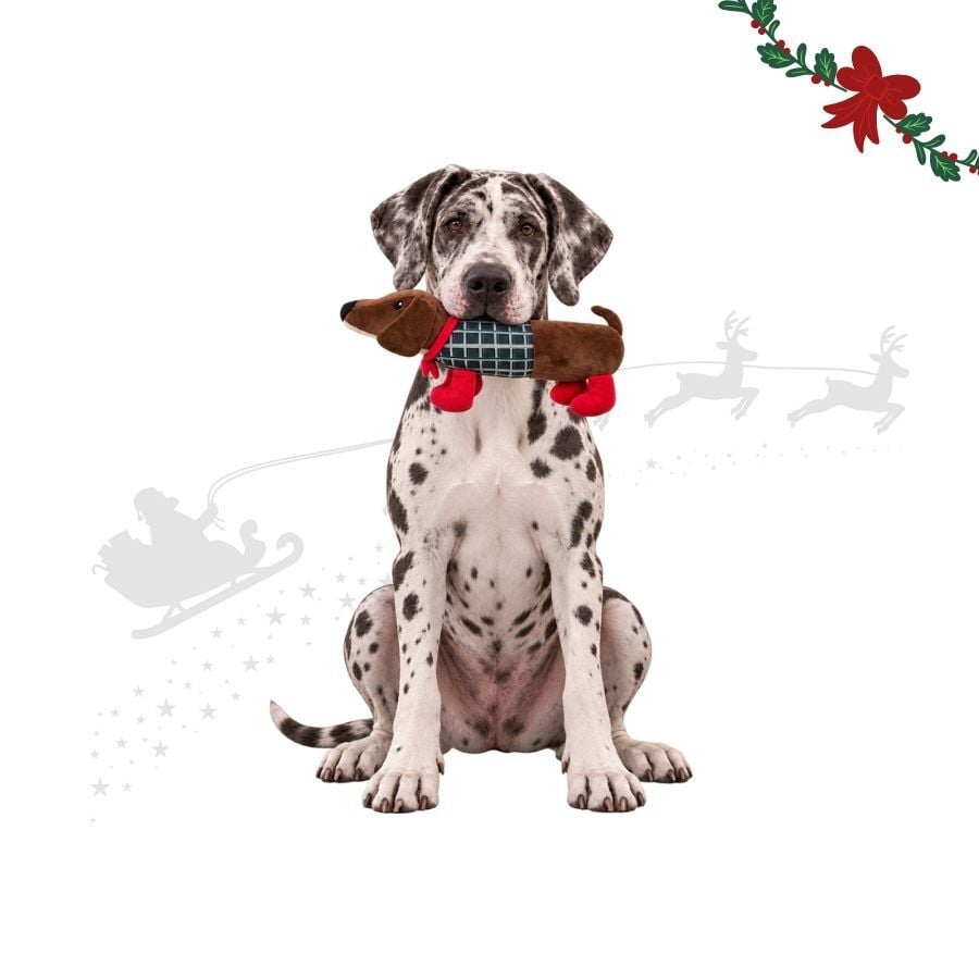 Wonder Christmas Perro Salchicha XL Peluche para perros, , large Imagen numero 1