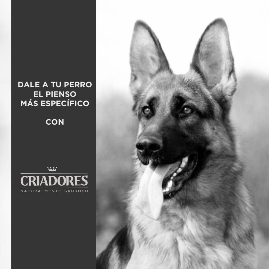 15 kg Criadores Adulto Cordero y Arroz pienso para perros de razas mediana y grande, , large indicador imagen numero 5