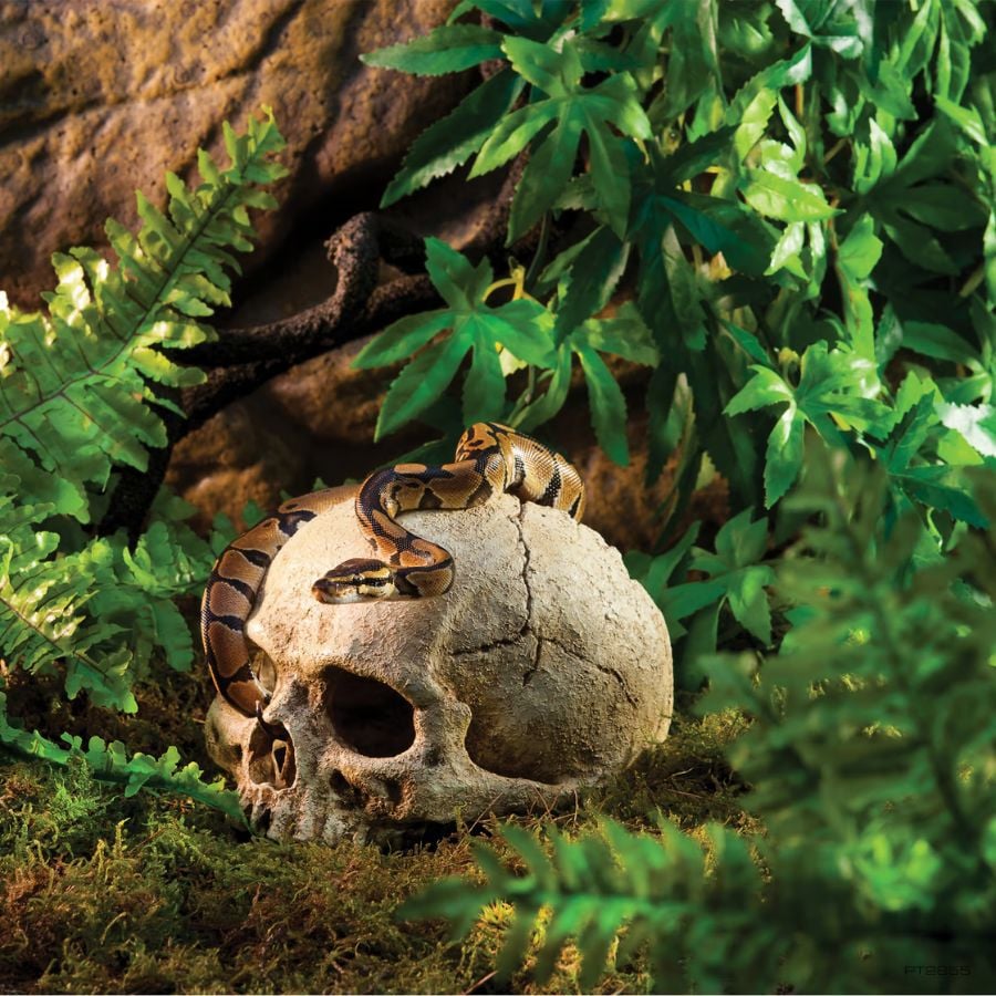 Exoterra Refugio calavera para terrarios, , large indicador imagen numero 2