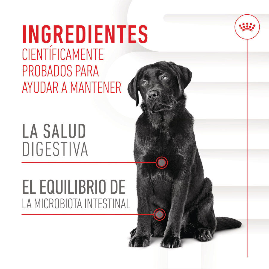 160 g Royal Canin Digestion Chews Suplemento Nutricional para perros con sensibilidad, , large Imagen numero 8