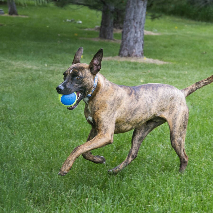 Kong SqueakAir Ultra Balls 3-PK pelotas para perros, , large indicador imagen numero 2
