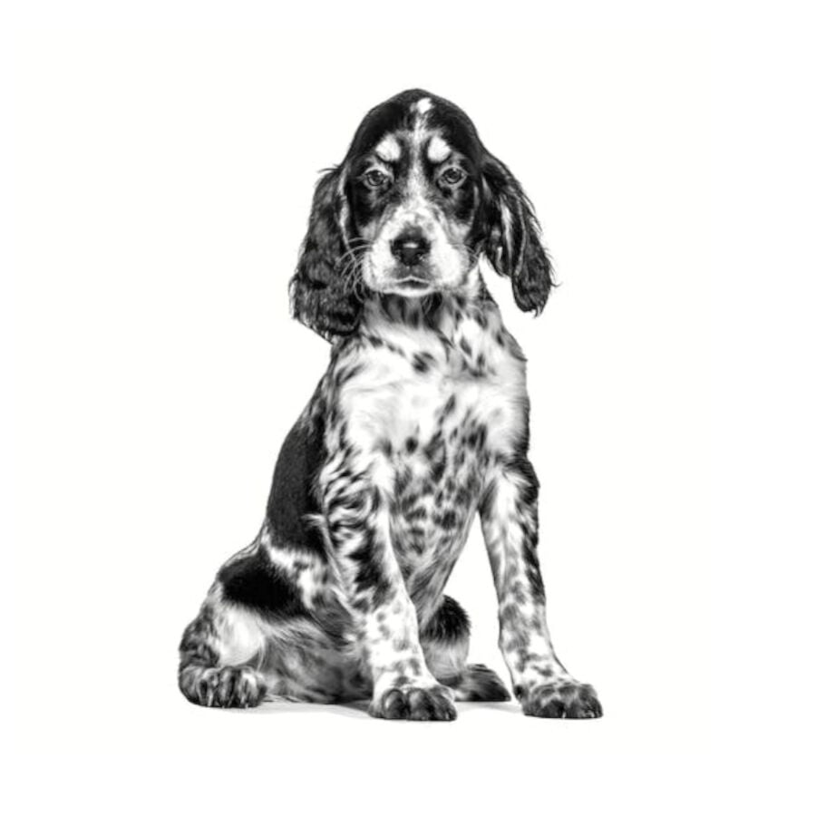 14 kg Royal Canin Veterinary Hypoallergenic pienso para cachorros, , large indicador imagen numero 3