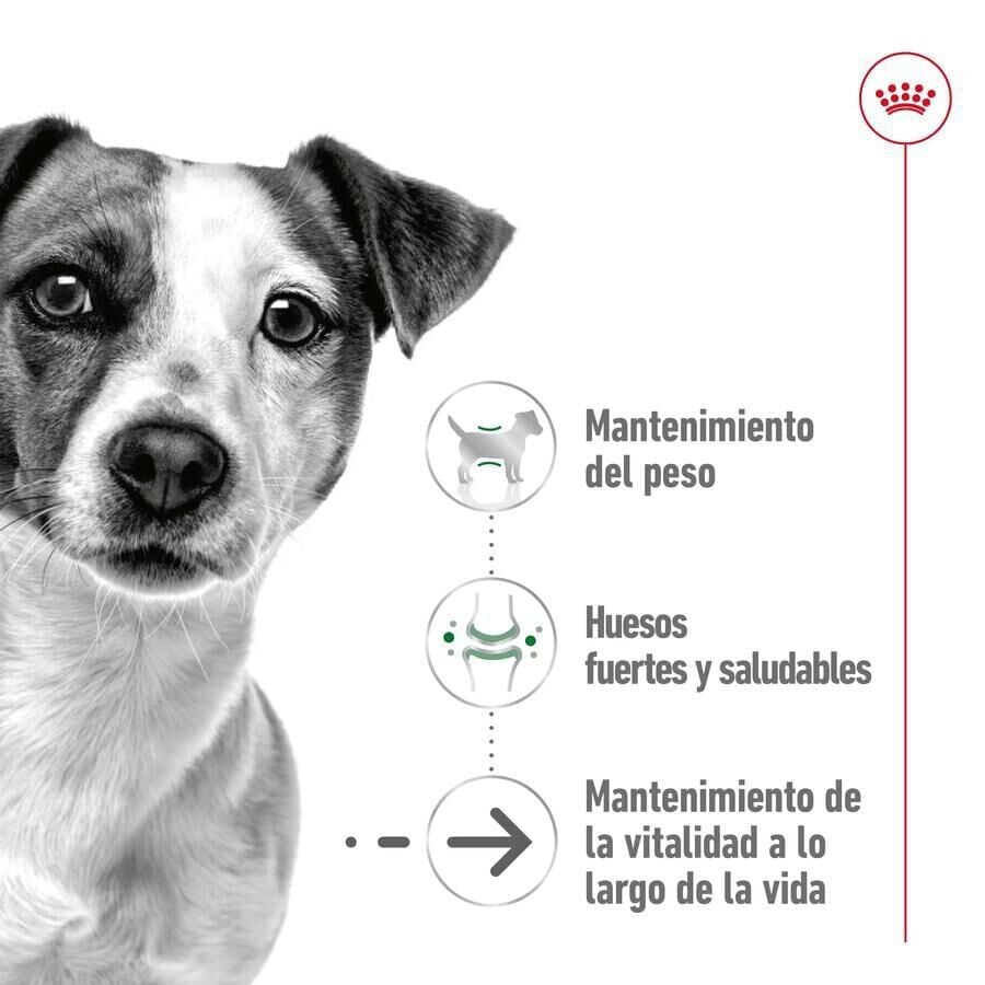 85 g Royal Canin Mini Ageing sobres en salsa para perros&nbsp;senior, , large Imagen numero 3
