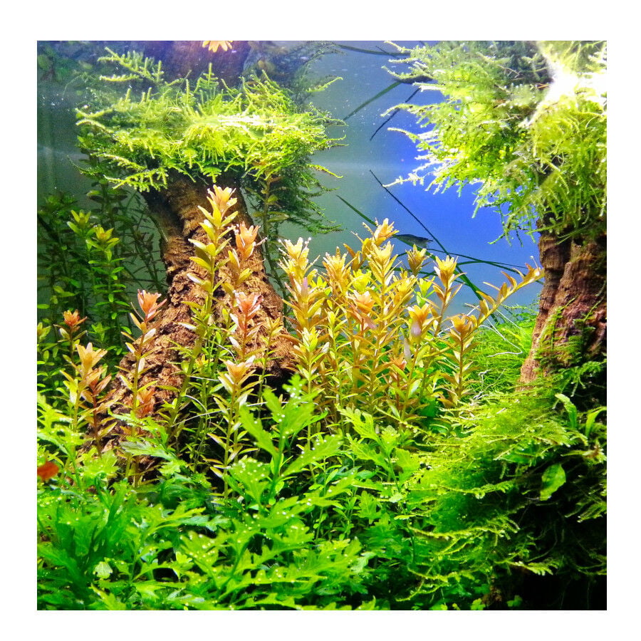 JBL Ferropol Fertilizante L&iacute;quido para plantas de acuario, , large indicador imagen numero 3