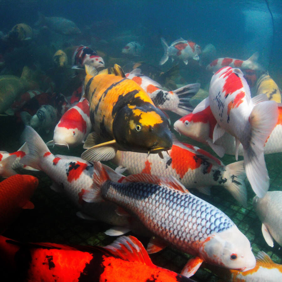 JBL ProPond Flakes alimento para peces, , large indicador imagen numero 7