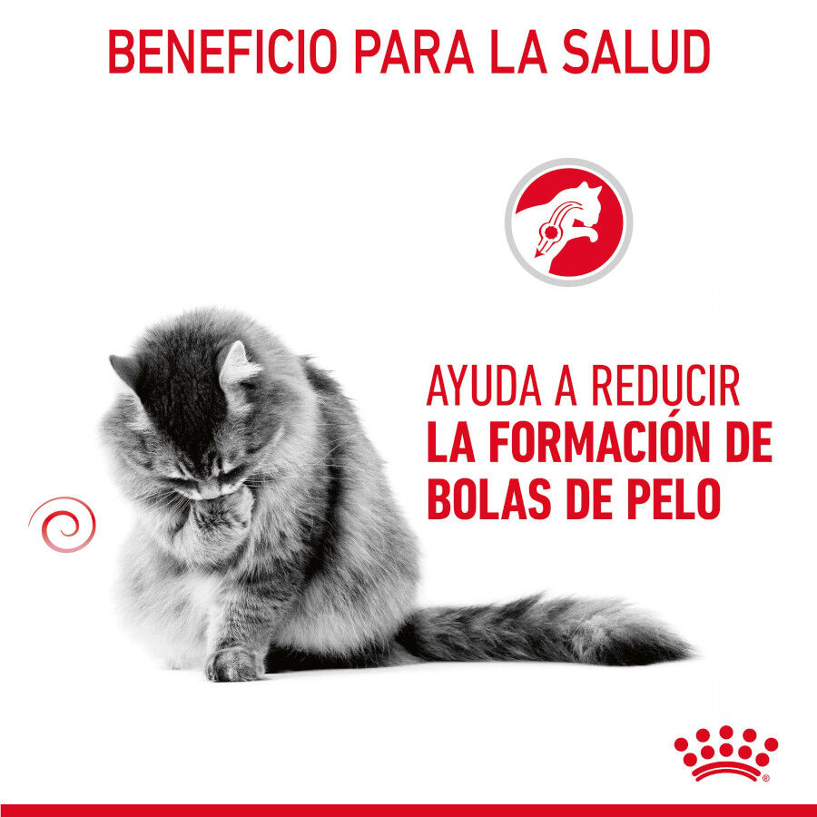 10 kg Royal Canin Intense Hairball pienso para gatos, , large indicador imagen numero 5