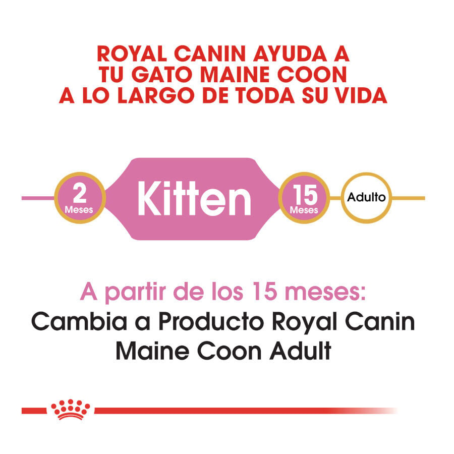 10 kg Royal Canin Kitten Maine Coon pienso para gatos, , large indicador imagen numero 6