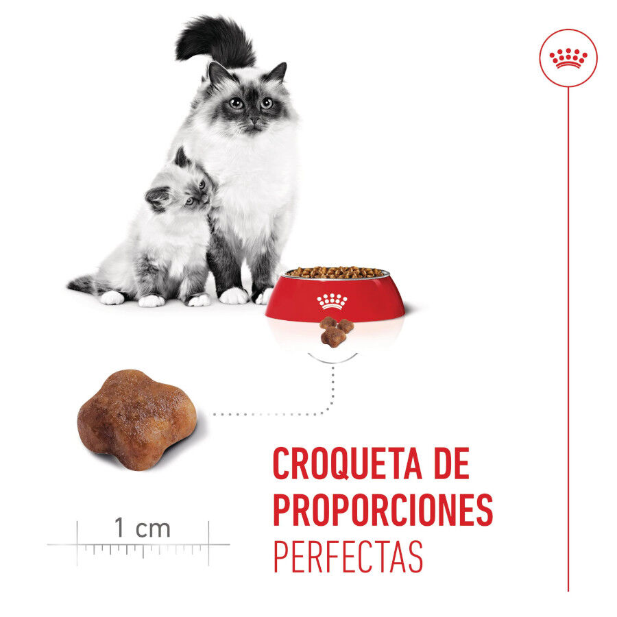 4 kg Royal Canin Mother & Babycat pienso para gatos, , large indicador imagen numero 5