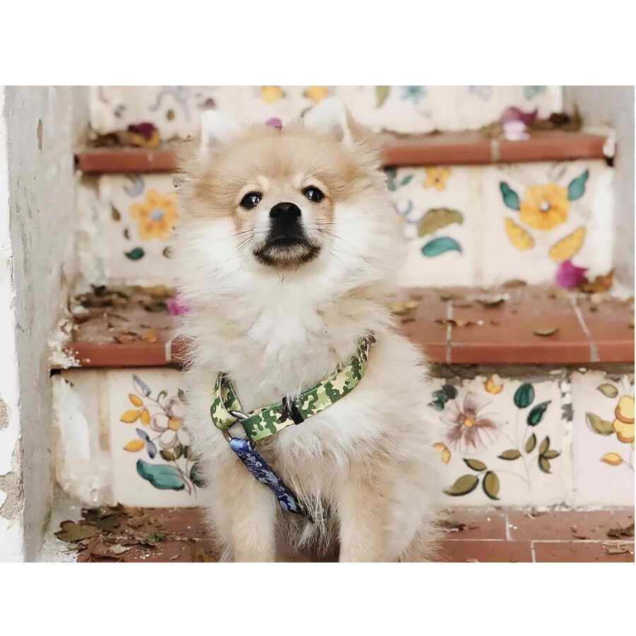 Dukier Camo Cl&aacute;sico Arn&eacute;s Estampado Camuflaje para perros, , large indicador imagen numero 4