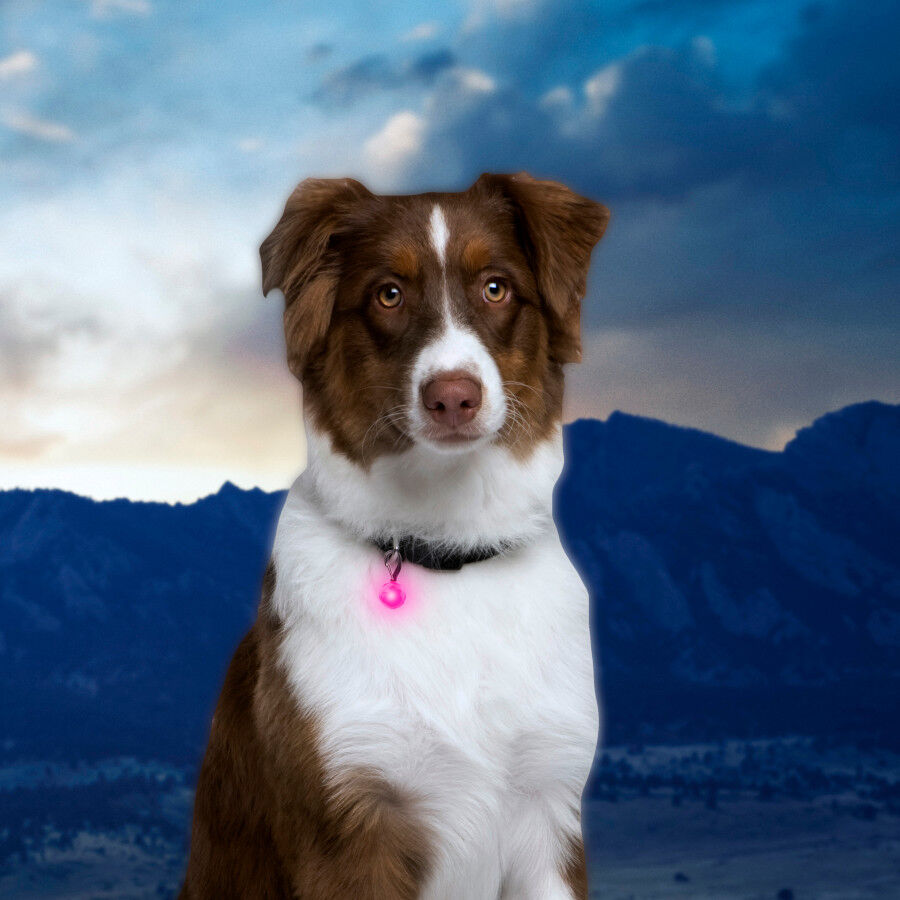 Nite Ize PetLit Luz Led Rosa para Collar para perros, , large Imagen numero 2
