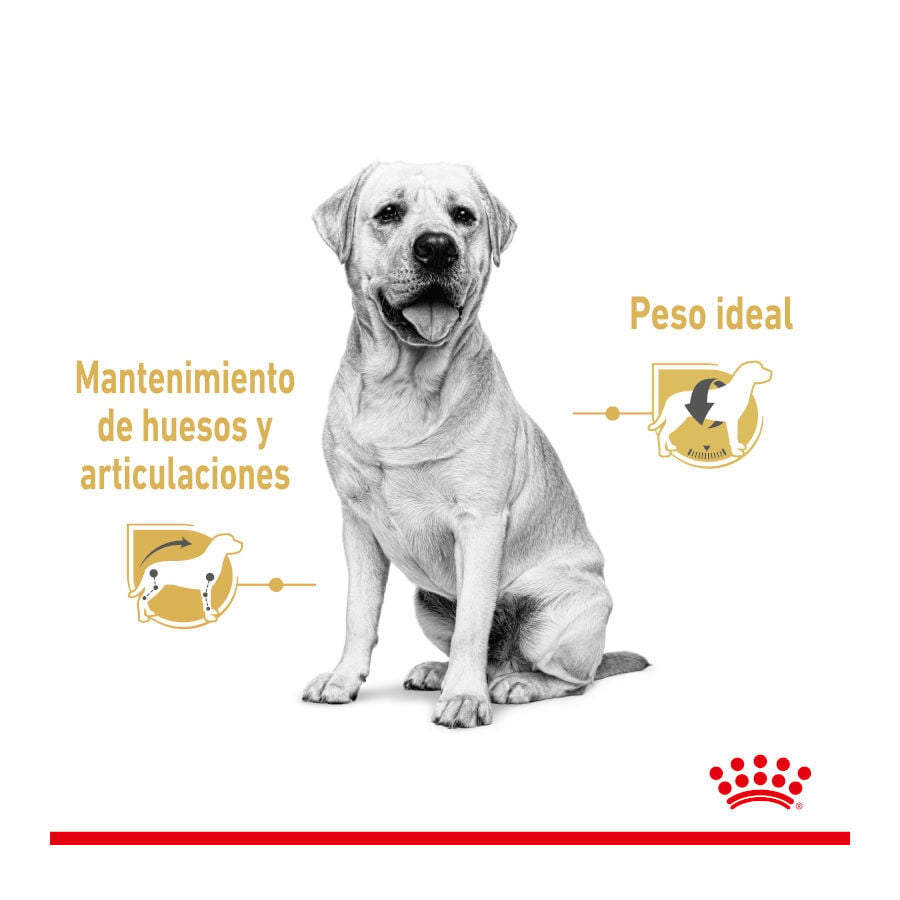 140 g Royal Canin Labrador Sobres para perros, , large indicador imagen numero 4