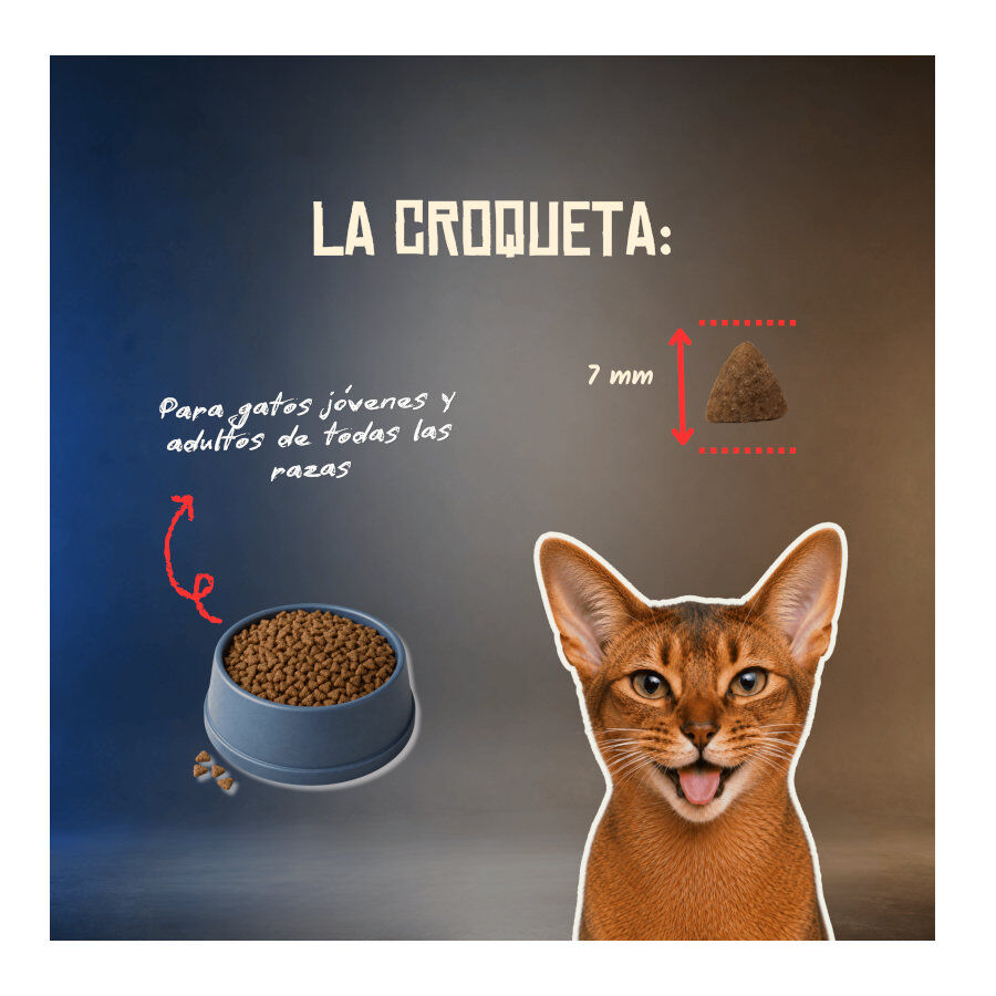 5 Kg Lenda Grain Free Cerdo pienso para gatos, , large indicador imagen numero 6