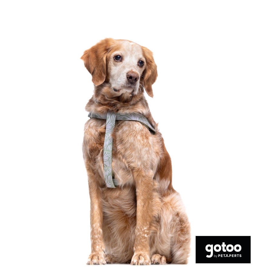 Gotoo Arn&eacute;s estampado hojas para perros