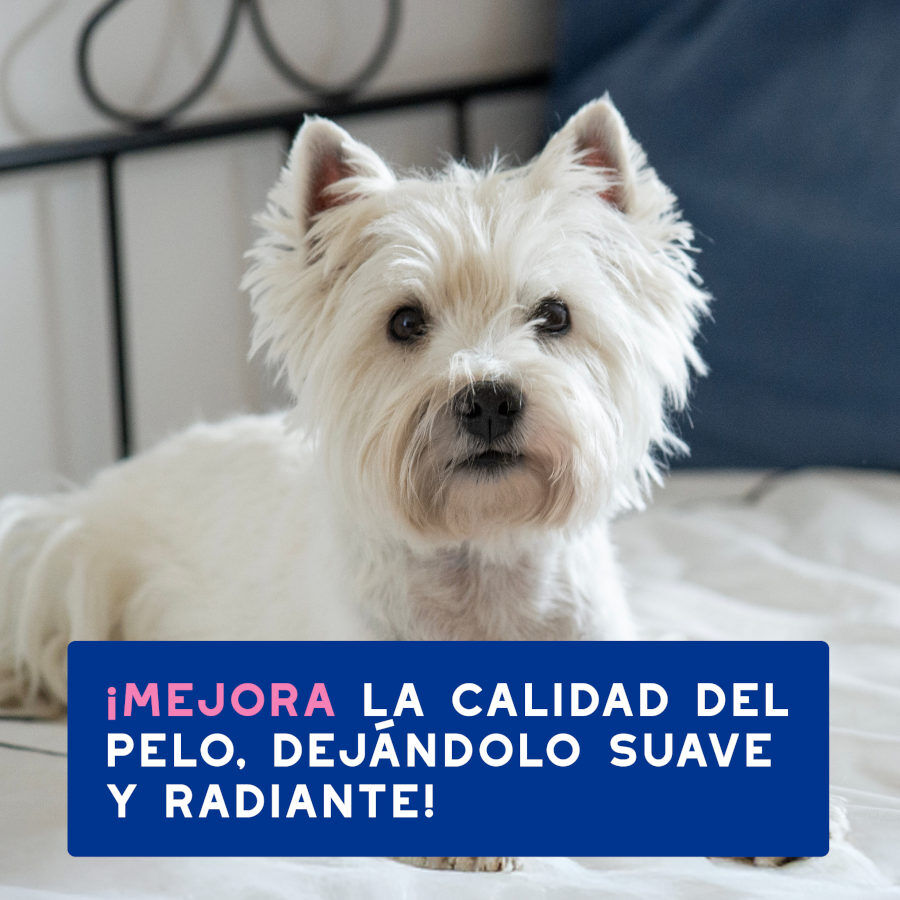 Ceva Douxo Spa Champ&uacute; Alivia para perros, , large indicador imagen numero 5