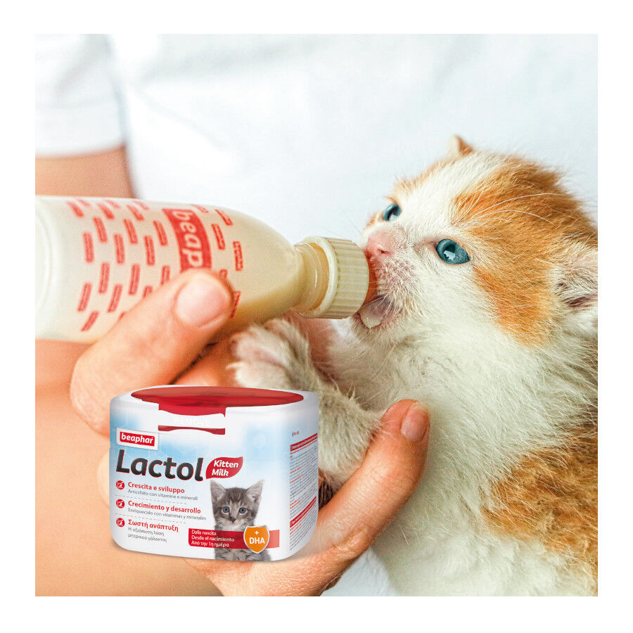 250 g Beaphar Lactol Leche en polvo para gatitos, , large Imagen numero 2
