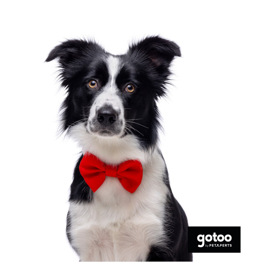 Gotoo Pajarita roja para perros, , large Imagen numero 3