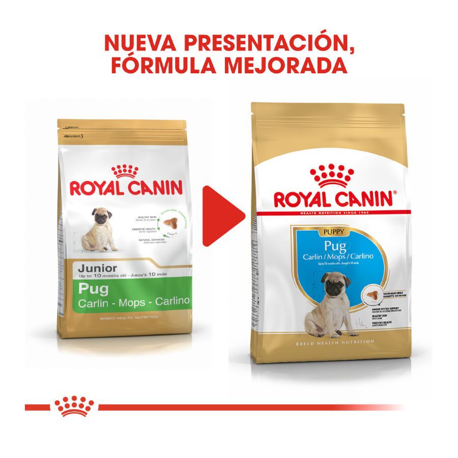 1.5 kg Royal Canin Puppy Pug pienso para perros, , large Imagen numero 3